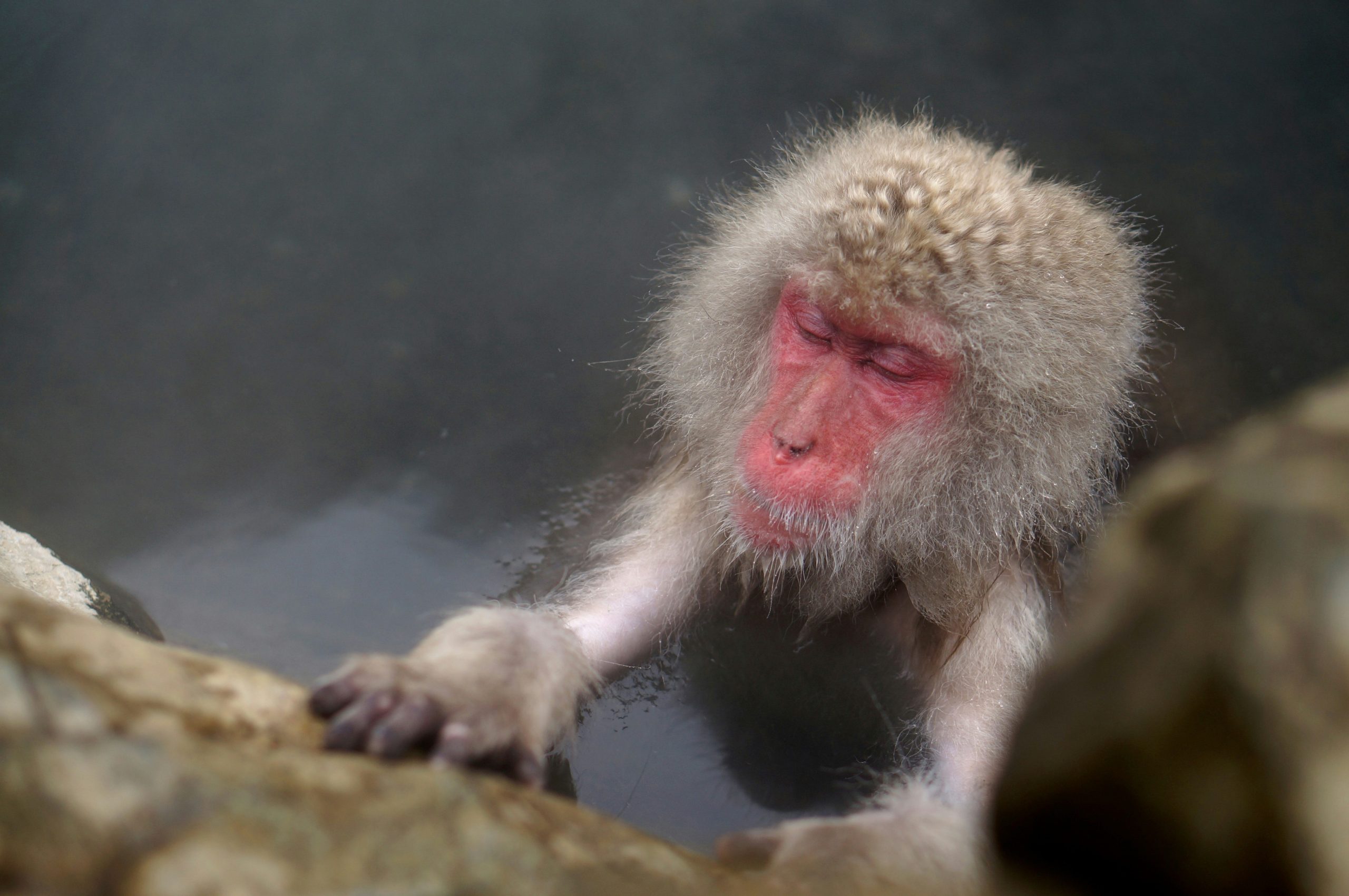 Chaos Monkey logo used by Netflix